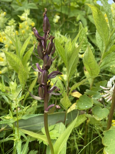 Keyflower (Dactylorhiza aristata)