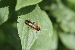 Tenthredo campestris