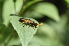 Tenthredo campestris