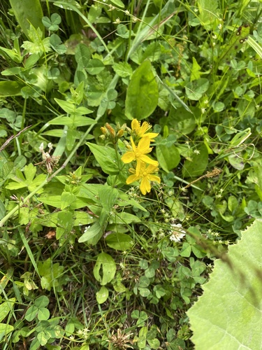 Hypericum erectum, photograph 5
