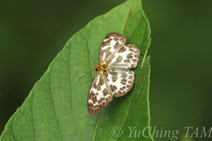 Abraximorpha davidii