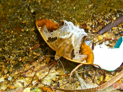 Odontoptilum angulata