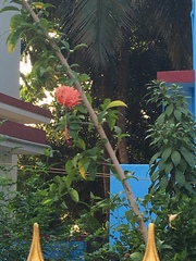 Hibiscus schizopetalus