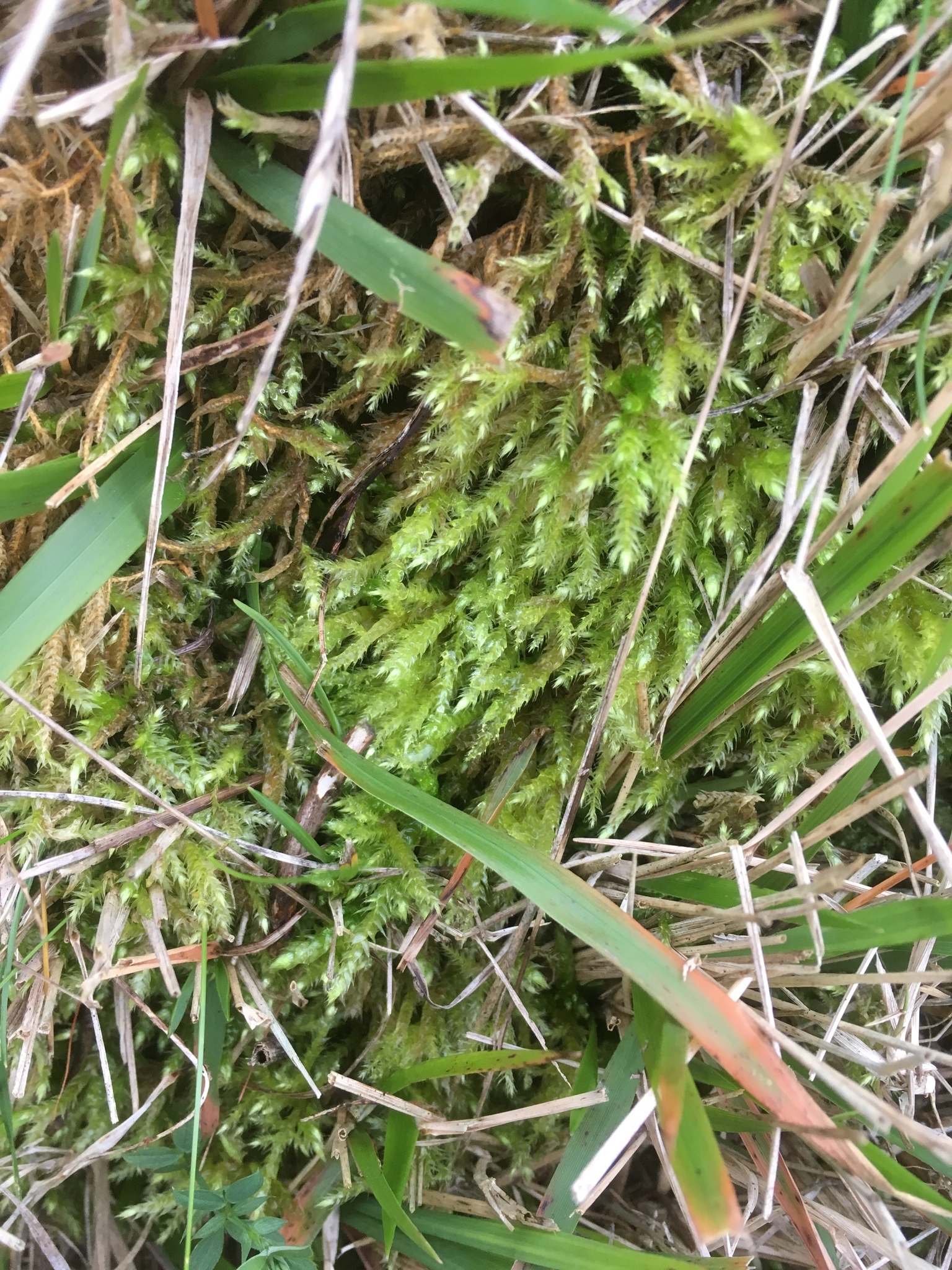 Brachythecium mildeanum