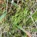 Brachythecium mildeanum - Photo (c) Paul Cook, algunos derechos reservados (CC BY-NC-ND), subido por Paul Cook
