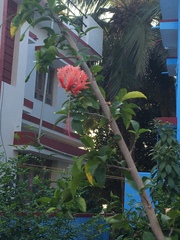 Hibiscus schizopetalus
