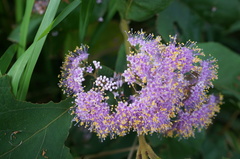 Callicarpa formosana formosana