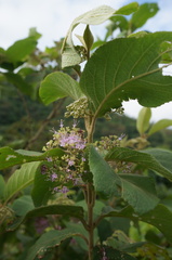Callicarpa formosana formosana