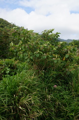 Callicarpa formosana formosana