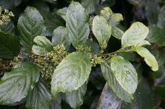 Maesa lanyuensis