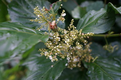 Maesa lanyuensis
