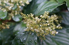 Maesa lanyuensis