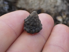Bembicium auratum
