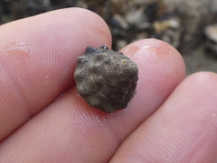 Bembicium auratum