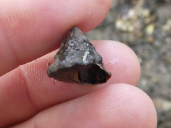 Bembicium auratum