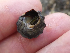 Bembicium auratum