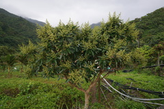 Semecarpus cuneiformis