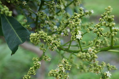 Semecarpus cuneiformis