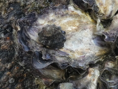 Bembicium auratum