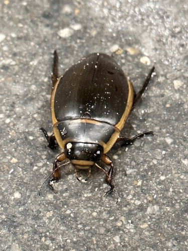 Harris's Diving Beetle photo 5
