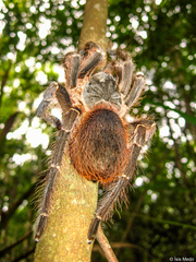 Acanthoscurria natalensis