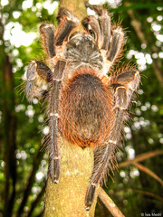 Acanthoscurria natalensis