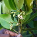 Rhizophora mucronata - Photo (c) Rujuta Vinod,  זכויות יוצרים חלקיות (CC BY-NC), הועלה על ידי Rujuta Vinod