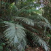 Arenga Palm - Photo (c) Y. K. L., some rights reserved (CC BY-NC), uploaded by Y. K. L.