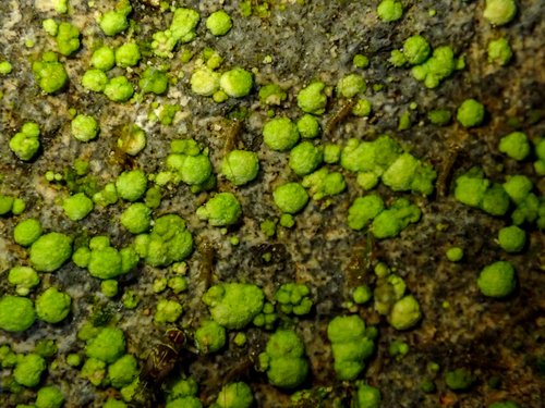 Gongrosira