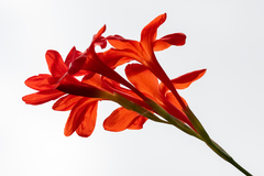 Gladiolus nerineoides