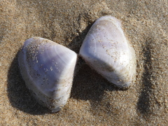 Latona deltoides