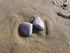 Latona deltoides