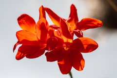 Gladiolus nerineoides