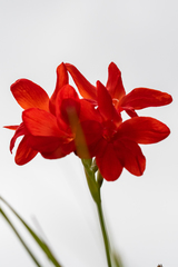 Gladiolus nerineoides