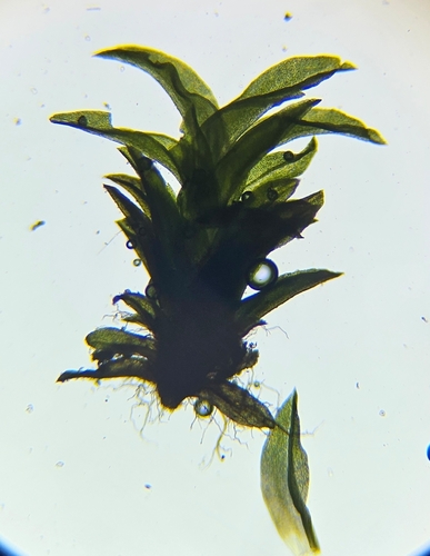 Streblotrichum convolutum