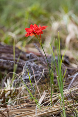 Gladiolus nerineoides