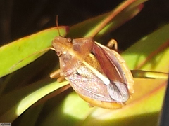 Tropicorypha bifida