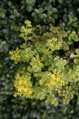 Sedum formosanum