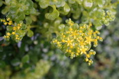 Sedum formosanum