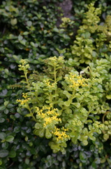 Sedum formosanum