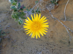 Berkheya coriacea