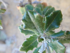 Berkheya coriacea