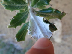 Berkheya coriacea