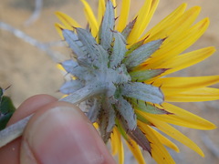 Berkheya coriacea