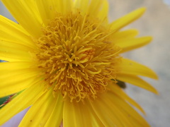 Berkheya coriacea