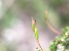 Aloina aloides