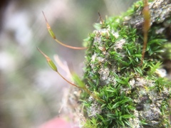 Aloina aloides