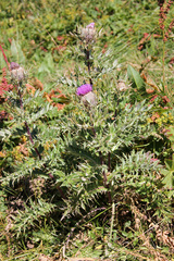 Cirsium pugnax