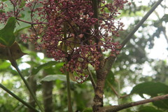 Polyscias purpurea