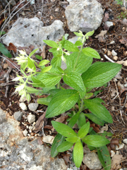 Lithospermum helleri
